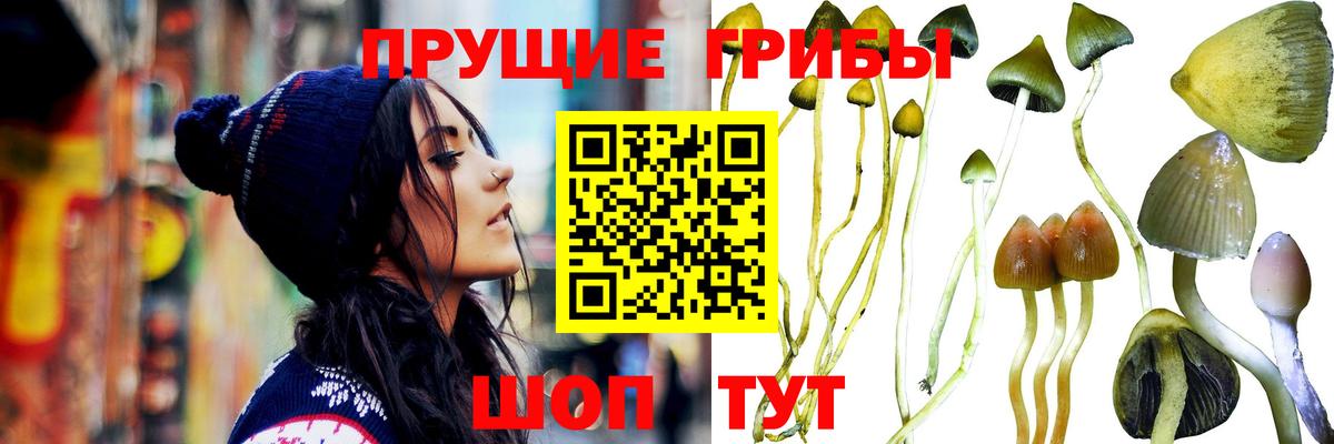 Азнакаево  Галлюциногенные грибы Cubensis  Вход с VPN  Галлюциногенные грибы Cubensis 